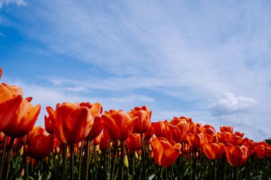 Hollanda 'daki lale tarlası, Flevoland Noordoostpolder Hollanda' daki renkli lale tarlaları, Hollanda Baharı manzarası