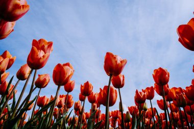 Hollanda 'daki lale tarlası, Flevoland Noordoostpolder Hollanda' daki renkli lale tarlaları, Hollanda Baharı manzarası