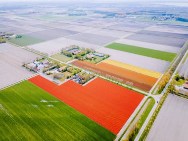 Hollanda 'daki lale tarlası, Flevoland Noordoostpolder Hollanda' daki renkli lale tarlaları, Hollanda Baharı manzarası