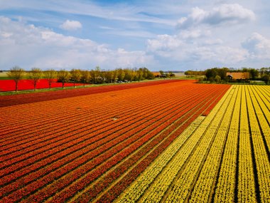 Tulip field in The Netherlands, colorful tulip fields in Flevoland Noordoostpolder Holland, Dutch Spring views clipart