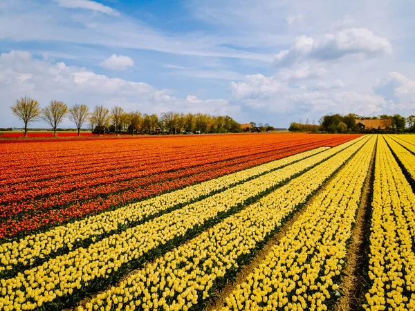 Tulipánové pole v Nizozemsku, barevná tulipánová pole ve Flevolandu Noordoostpolder Holland, holandské jarní výhledy — Stock fotografie