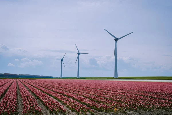 Offshore Windmill farm in the ocean Westermeerwind park , windmills isolated at sea on a beautiful bright day Netherlands Flevoland Noordoostpolder