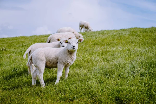 Cordeiros e ovelhas no dique holandês junto ao lago IJsselmeer, vistas da primavera, Holanda Ovelhas em um prado na grama verde — Fotografia de Stock