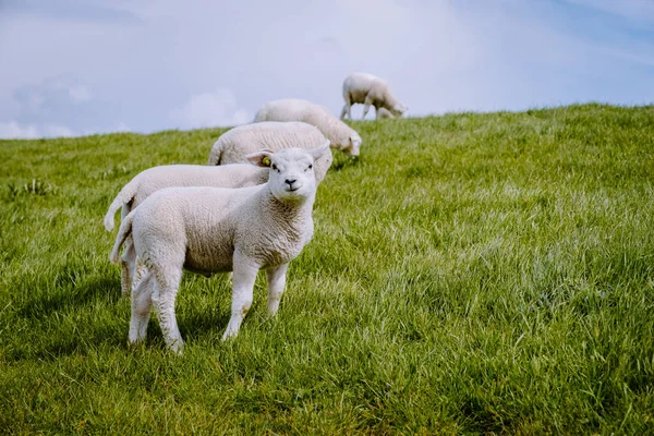 Cordeiros e ovelhas no dique holandês junto ao lago IJsselmeer, vistas da primavera, Holanda Ovelhas em um prado na grama verde — Fotografia de Stock