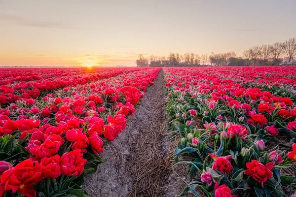 Tulpenfeld in den Niederlanden, bunte Tulpenfelder in Flevoland Noordoostpolder Holland, Dutch Spring views — Stockfoto