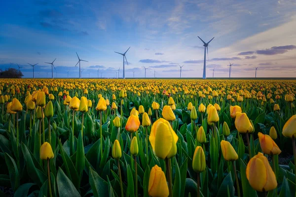 Поле тюльпанів у Нідерландах, барвисті поля тюльпанів у Flevoland Noordoostpolder Holland, Dutch Spring. — стокове фото