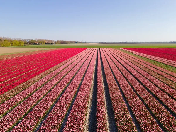 Campo de tulipanes en los Países Bajos, coloridos campos de tulipanes en Flevoland Noordoostpolder Holanda, vistas de la primavera holandesa — Foto de Stock