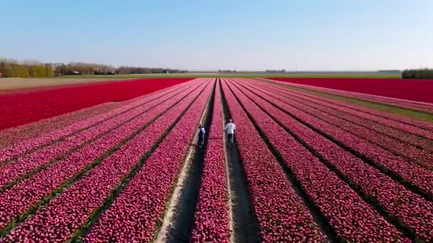 Tulpenfeld in den Niederlanden, bunte Tulpenfelder in Flevoland Noordoostpolder Holland, Dutch Spring views — Stockvideo