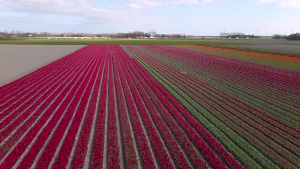 Champ de tulipes aux Pays-Bas, champs de tulipes colorées à Flevoland Noordoostpolder Holland, Hollande — Video