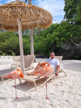 Plajda pembe flamingolu Aruba plajı, Aruba Adası Karayiplerinde flamingo.