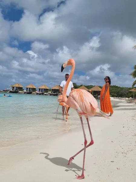 Aruba strand rózsaszín flamingókkal a strandon, flamingó a strandon Aruba sziget Karib-tenger — Stock Fotó