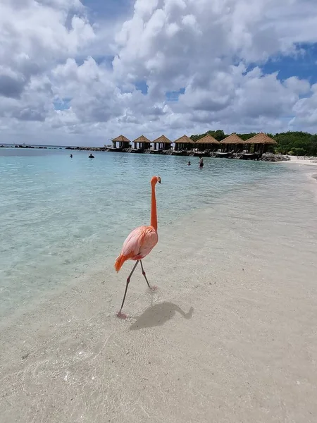 Plaża Aruba z różowymi flamingami na plaży, flamingi na plaży na wyspie Aruba Karaiby — Zdjęcie stockowe