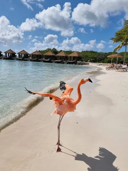 Aruba strand rózsaszín flamingókkal a strandon, flamingó a strandon Aruba sziget Karib-tenger — Stock Fotó
