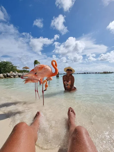 Aruba strand rózsaszín flamingókkal a strandon, flamingó a strandon Aruba sziget Karib-tenger — Stock Fotó