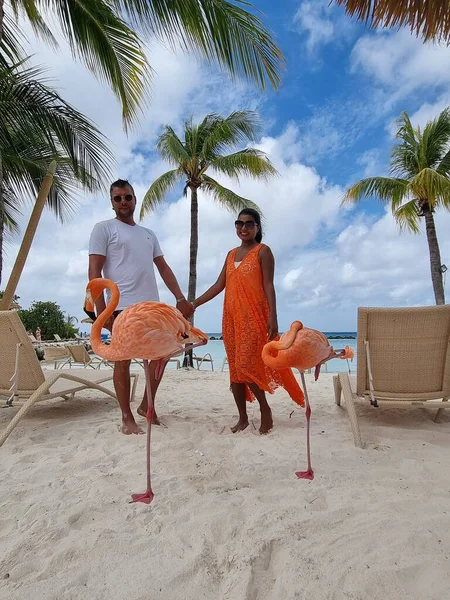 Aruba strand rózsaszín flamingókkal a strandon, flamingó a strandon Aruba sziget Karib-tenger — Stock Fotó