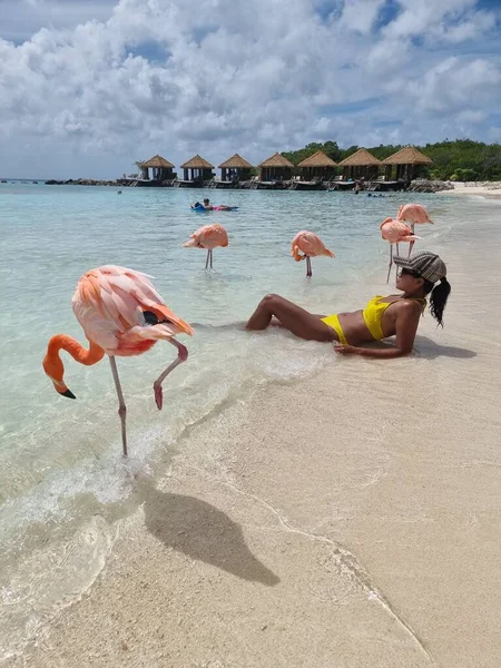 ビーチでピンクのフラミンゴを持つアルバビーチ、アルバ島のビーチでフラミンゴカリブ海 — ストック写真