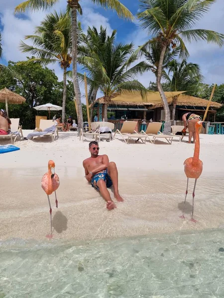 Aruba strand rózsaszín flamingókkal a strandon, flamingó a strandon Aruba sziget Karib-tenger — Stock Fotó