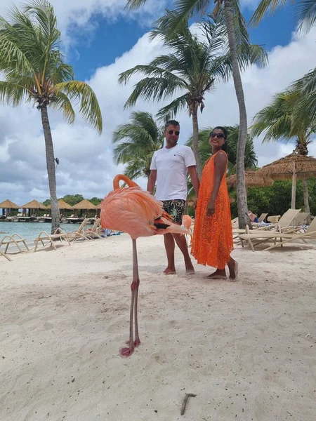 Aruba strand rózsaszín flamingókkal a strandon, flamingó a strandon Aruba sziget Karib-tenger — Stock Fotó