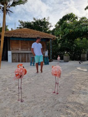 Plajda pembe flamingolu Aruba plajı, Aruba Adası Karayiplerinde flamingo.