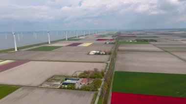 Hollanda 'daki lale tarlası, Flevoland Noordoostpolder Hollanda' daki renkli lale tarlaları, Hollanda Baharı manzarası