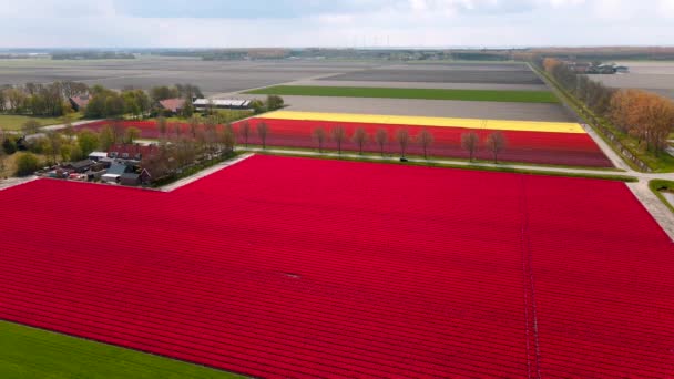 Campo de tulipanes en los Países Bajos, coloridos campos de tulipanes en Flevoland Noordoostpolder Holanda, vistas de la primavera holandesa — Vídeo de stock