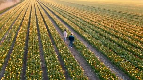 Hollanda 'daki lale tarlası, Flevoland Noordoostpolder Hollanda' daki renkli lale tarlaları, Hollanda Baharı manzarası — Stok video