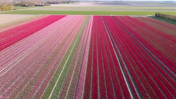 Pole tulipanów w Holandii, kolorowe pola tulipanów w Flevoland Noordoostpolder Holland, holenderskie widoki wiosny — Wideo stockowe