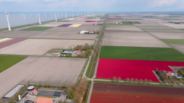 Tulpenveld in Nederland, kleurrijke tulpenvelden in Flevoland Noordoostpolder — Stockvideo