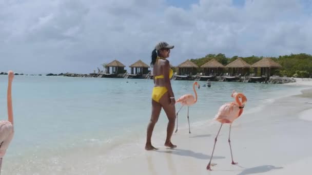 Playa de Aruba con flamencos rosados en la playa, flamenco en la playa en Aruba Island Caribe — Vídeo de stock