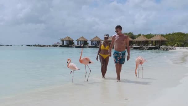Spiaggia di Aruba con fenicotteri rosa in spiaggia, fenicottero in spiaggia nell'isola di Aruba Caraibi — Video Stock