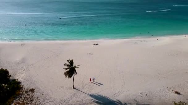 Palm Trees on the shoreline of Eagle Beach in Aruba — Stock Video