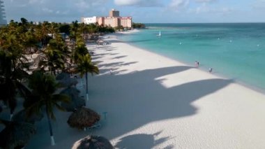 Palm Beach Aruba, muhteşem tropikal plaj, okyanusa dalan palmiye ağacı, altın kum ve mavi gökyüzü.