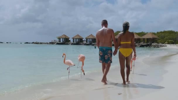 분홍색 플라밍고들 이 해변에 있는 아루바 해변, 아루바섬 카리브해의해 변에 있는 홍학 — 비디오
