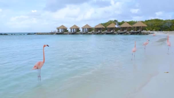 Spiaggia di Aruba con fenicotteri rosa in spiaggia, fenicottero in spiaggia nell'isola di Aruba Caraibi — Video Stock