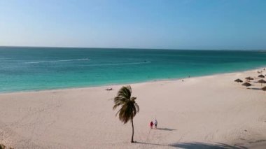 Aruba 'da Kartal Sahili kıyısında palmiye ağaçları