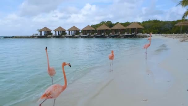 Praia de Aruba com flamingos cor-de-rosa na praia, flamingo na praia na Ilha de Aruba Caribe — Vídeo de Stock