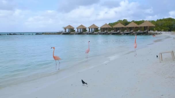 Spiaggia di Aruba con fenicotteri rosa in spiaggia, fenicottero in spiaggia nell'isola di Aruba Caraibi — Video Stock