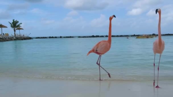 阿鲁巴海滩上有粉色火烈鸟，阿鲁巴岛加勒比海海滩上有火烈鸟 — 图库视频影像