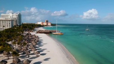 Palm Beach Aruba, muhteşem tropikal plaj, okyanusa dalan palmiye ağacı, altın kum ve mavi gökyüzü.