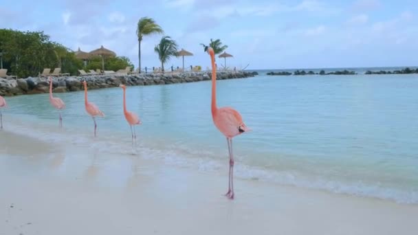 Praia de Aruba com flamingos cor-de-rosa na praia, flamingo na praia na Ilha de Aruba Caribe — Vídeo de Stock