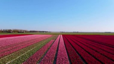 Hollanda 'daki lale tarlası, Flevoland Noordoostpolder Hollanda' daki renkli lale tarlaları, Hollanda Baharı manzarası