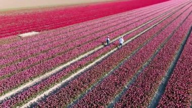  Dönme dolap Scheveningen 'deki iskele, Lahey, Hollanda