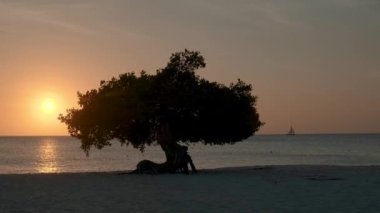 Aruba 'daki Kartal Sahili kıyısında Divi Dalış Ağaçları