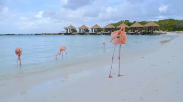 Plaża Aruba z różowymi flamingami na plaży, flamingi na plaży na wyspie Aruba Karaiby — Wideo stockowe