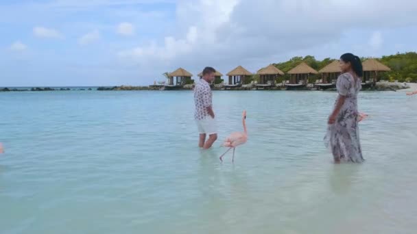 Пляж Арубы с розовыми фламинго на пляже, фламинго на пляже острова Аруба в Карибском море — стоковое видео
