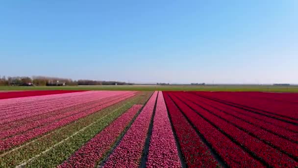 Campo de tulipanes en los Países Bajos, coloridos campos de tulipanes en Flevoland Noordoostpolder Holanda, vistas de la primavera holandesa — Vídeo de stock