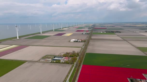 Tulpanfältet i Nederländerna, färgglada tulpanfält i Flevoland Noordoostpolder Holland, Nederländska Vårvyer — Stockvideo