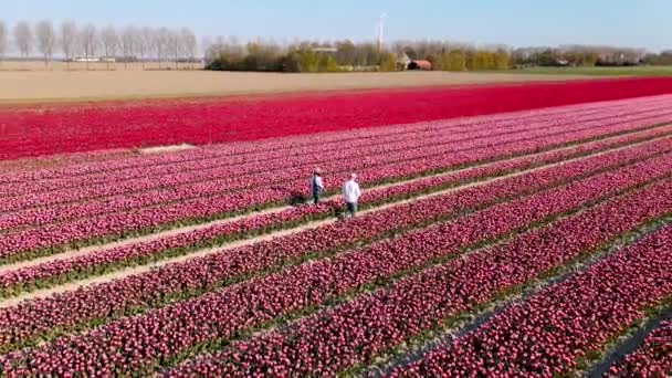 Hollanda 'daki lale tarlası, Flevoland Noordoostpolder Hollanda' daki renkli lale tarlaları, Hollanda Baharı manzarası — Stok video