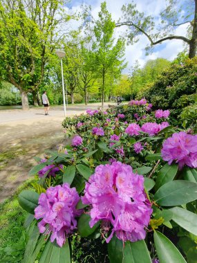 Vonderlpark Amsterdam Netherldands Yazın, insanlar Vondelpark Amsterdam