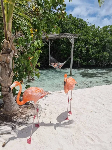 ビーチでピンクのフラミンゴを持つアルバビーチ、アルバ島のビーチでフラミンゴカリブ海 — ストック写真